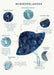Infographic of a blue baby hat with features and benefits listed.