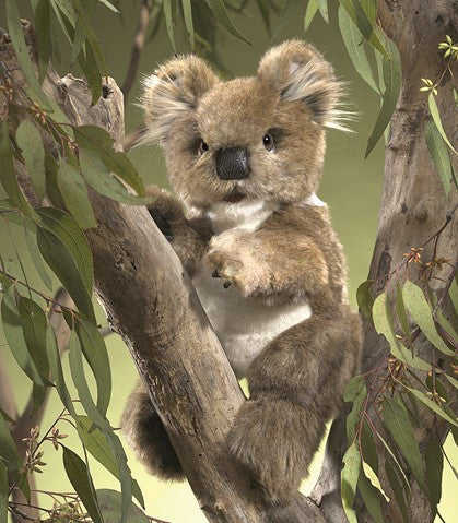 Folkmanis Koala