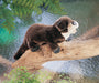 Folkmanis River Otter